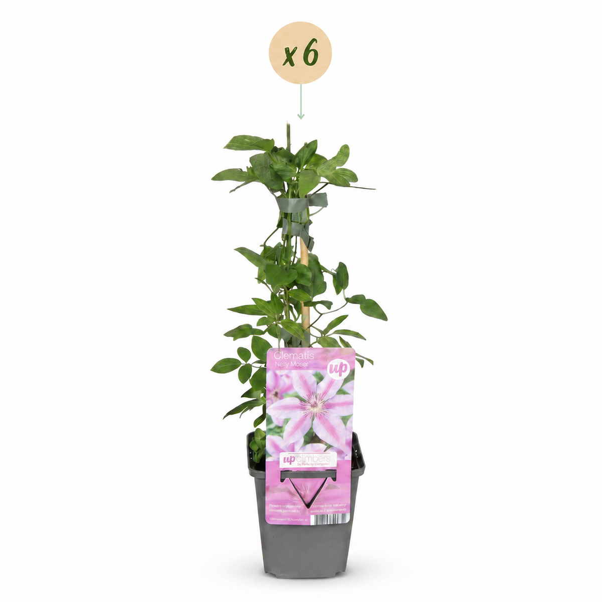 Clematis Nelly Moser - Bosrank Nelly Moser 6x - Wit - Roze - Klimplant - Ø9cm - ↕35cm