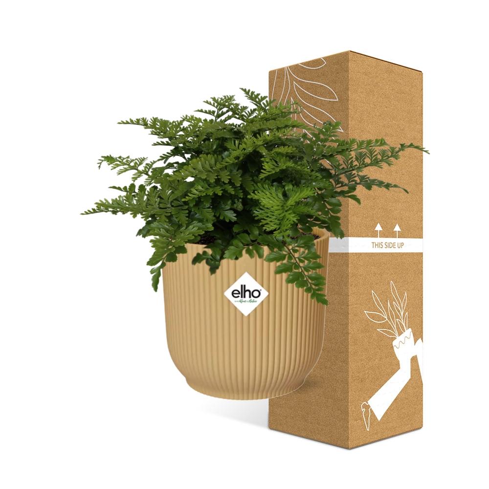 Asplenium Parvati en ELHO Vibes Fold 14cm jaune