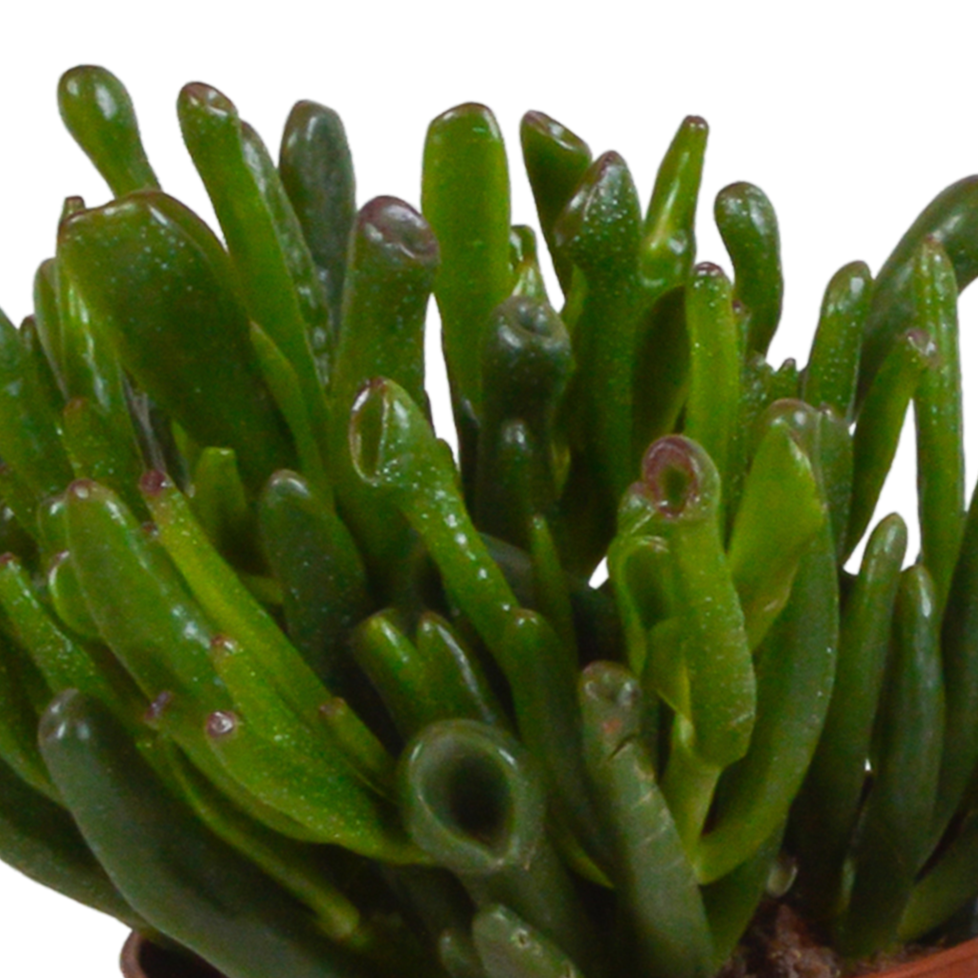 Crassula mix 10,5 cm - 3x - in Mexicaanse pot