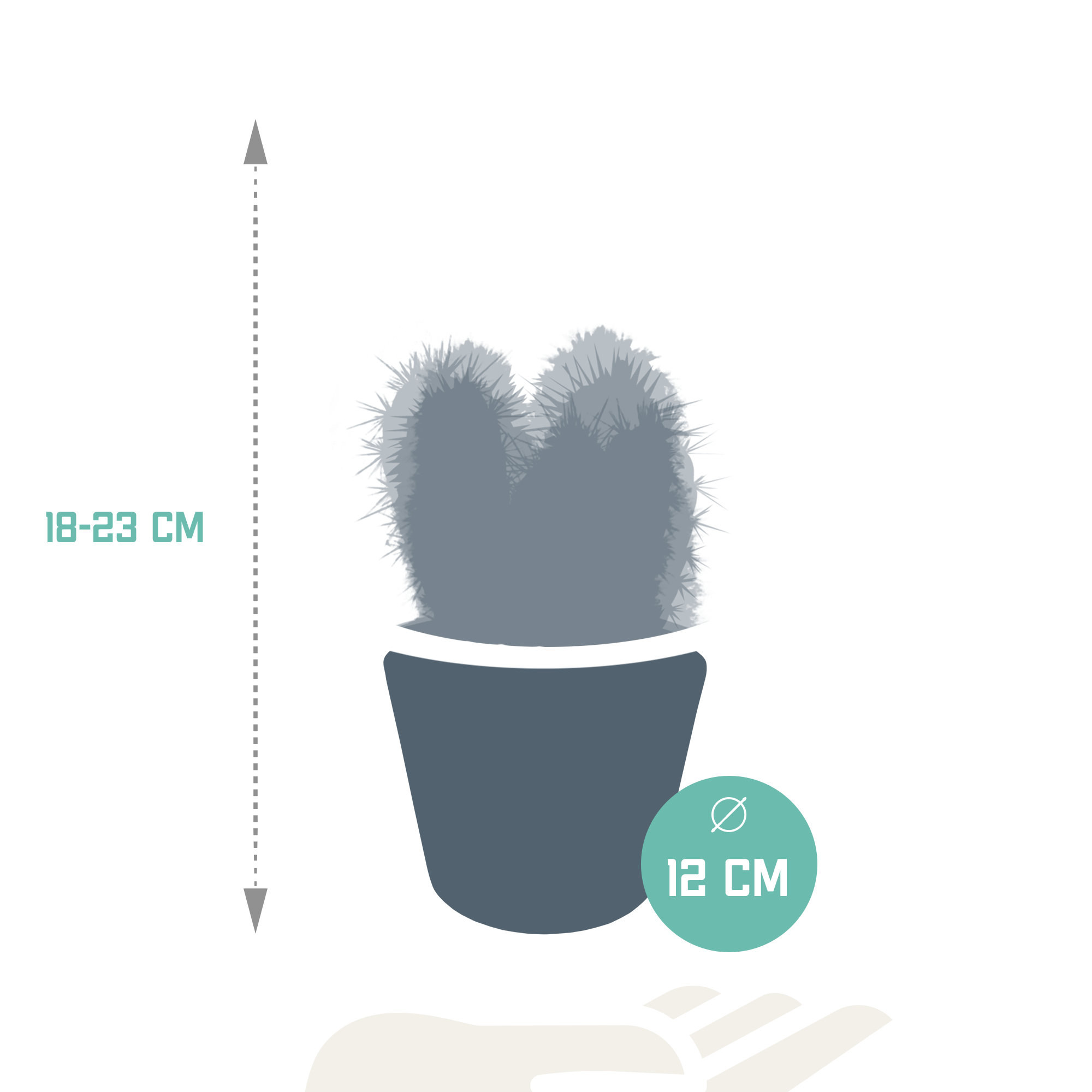 Mélange de cerisiers de 10,5 cm - 3x - en pot blanc