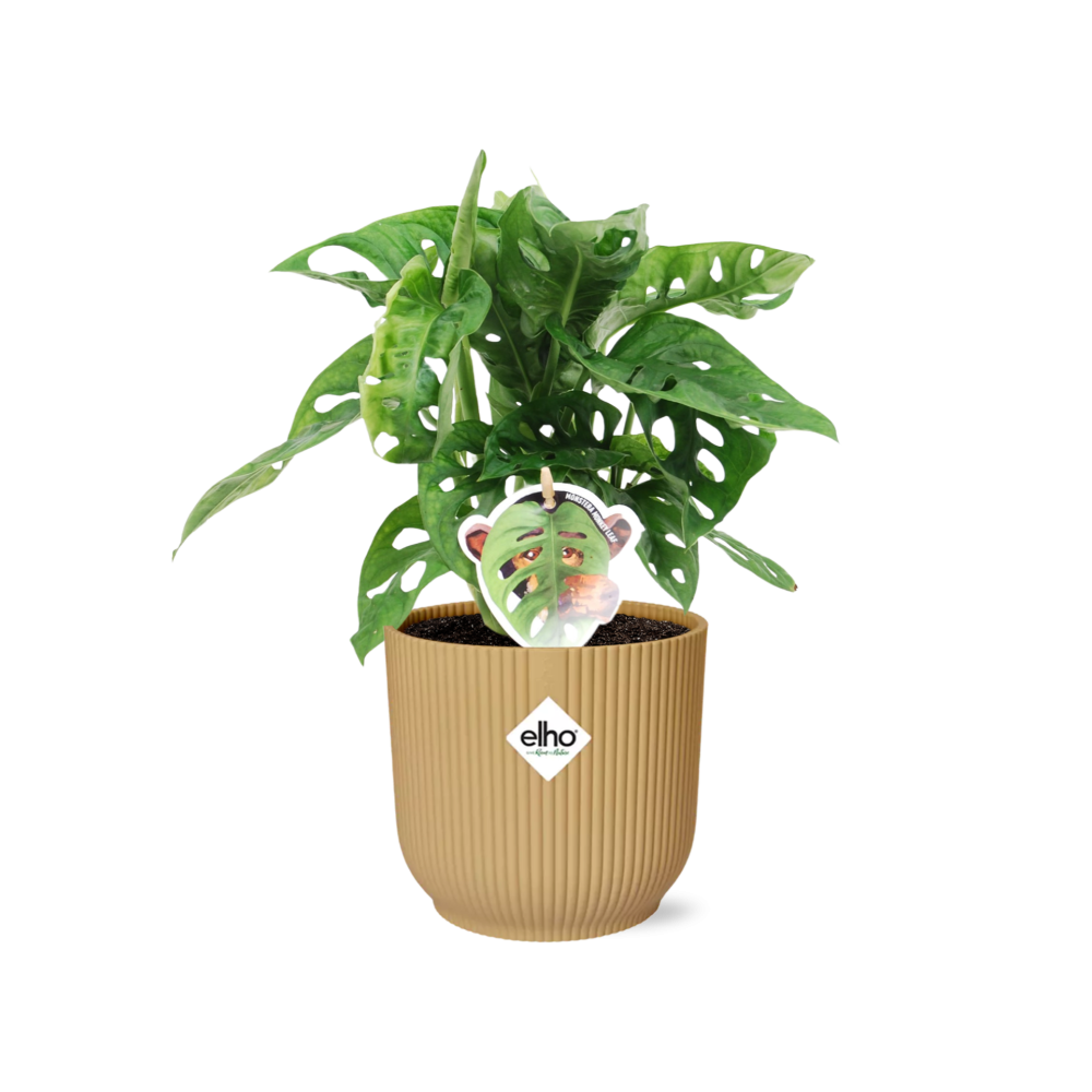 Monstera 'Monkey Leaf' in ELHO Vibes Fold 14cm gelb