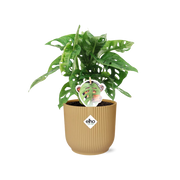 Monstera 'Monkey Leaf' in ELHO Vibes Fold 14cm gelb