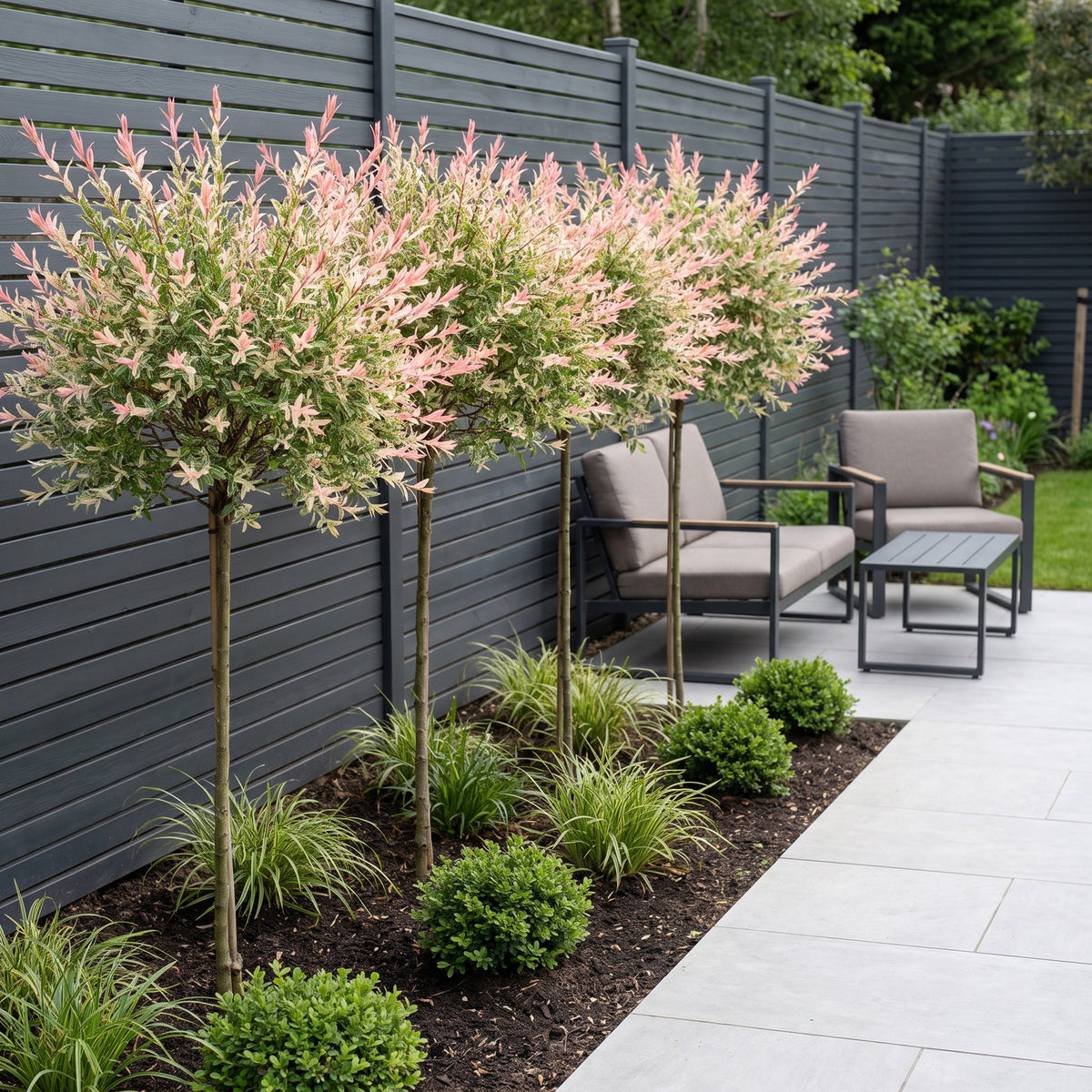 Salix Flamingo - Ø23cm - ↕140-160cm - 4x