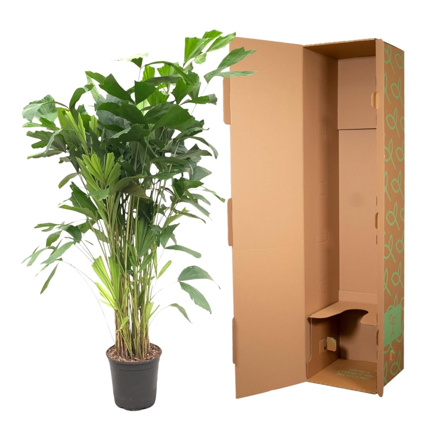 Caryota Mitis - 160 cm - ø24