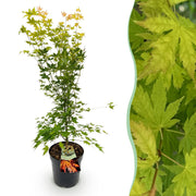 Acer palmatum Orange Dream - Japanse Esdoorn - Bladverliezend - Oranje - 1 - Pot 26cm - Hoogte 90cm