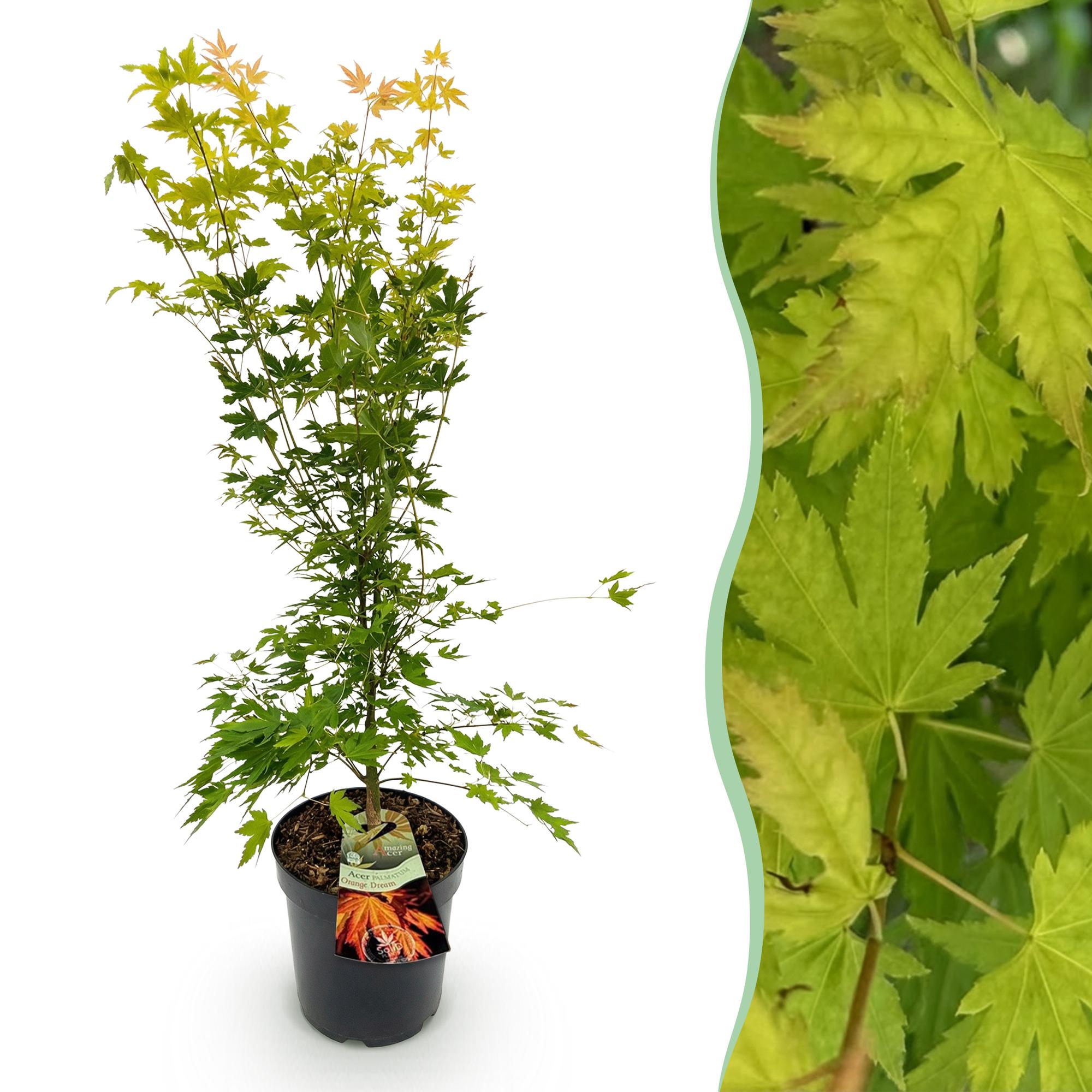 Acer palmatum Orange Dream - Japanse Esdoorn - Bladverliezend - Oranje - 1 - Pot 26cm - Hoogte 90cm