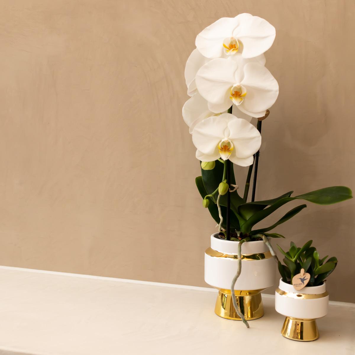 Kolibri Home | Le Chic flowerpot - White ceramic decorative pot with gold details - Ø6cm