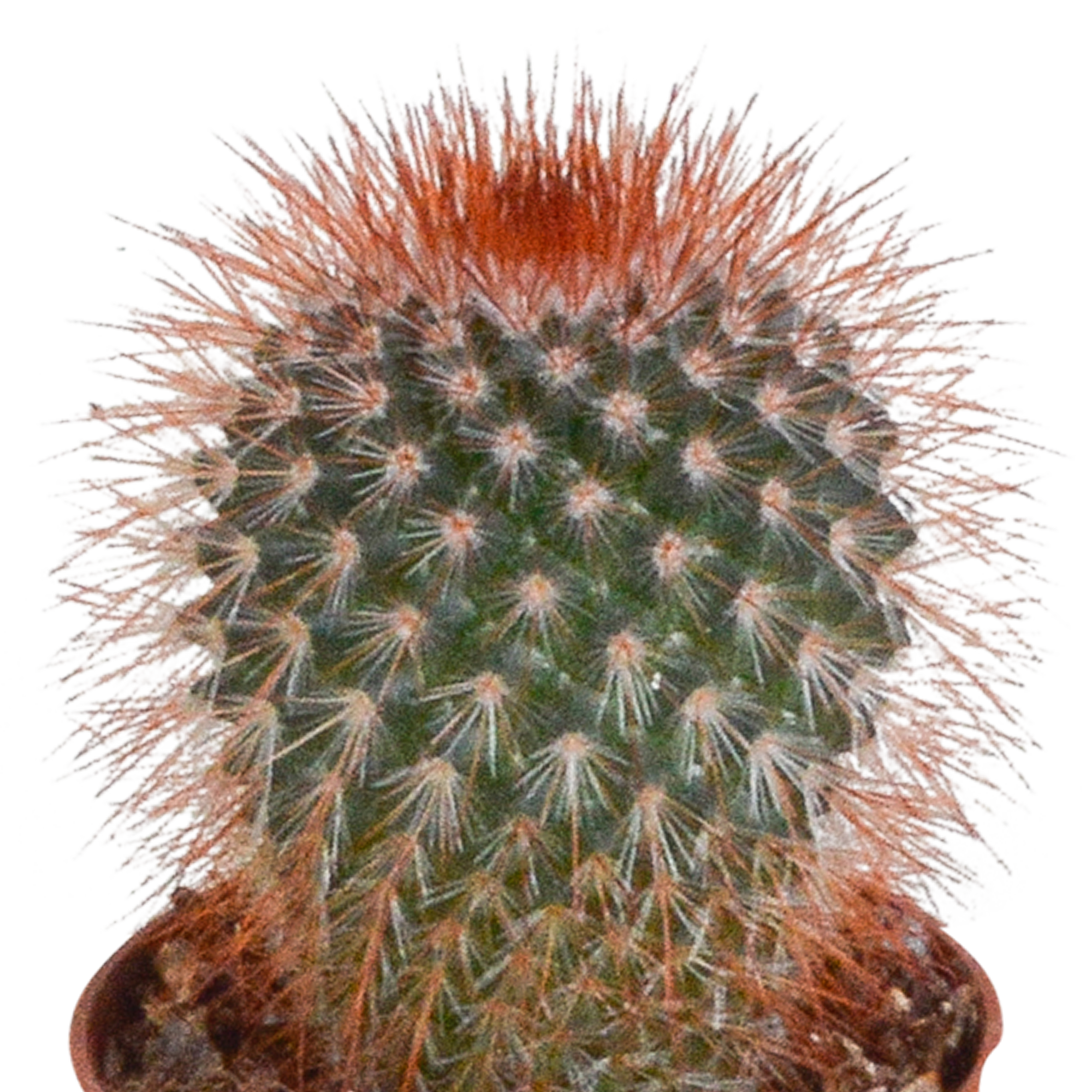 Mix di cactus 5,5 cm - 5x - senza vaso
