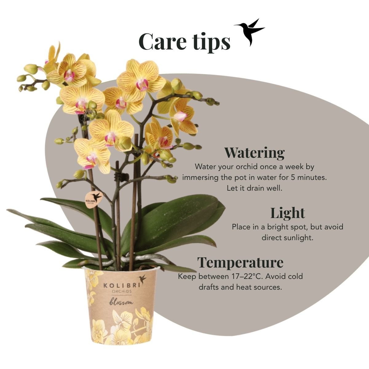 Kolibri Orchids | Combi Deal - 2 Gele Phalaenopsis Orchideeën Blossom Lima - Ø9 cm
