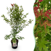 Acer palmatum Phoenix - Japanse Esdoorn - Bladverliezend - Groen - Rood - 1 - Pot 26cm - Hoogte 90cm