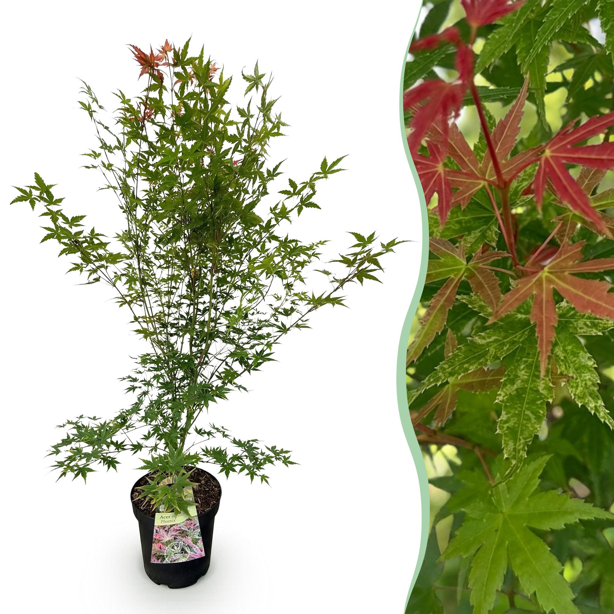 Acer palmatum Phoenix - Japanse Esdoorn - Bladverliezend - Groen - Rood - 1 - Pot 26cm - Hoogte 90cm