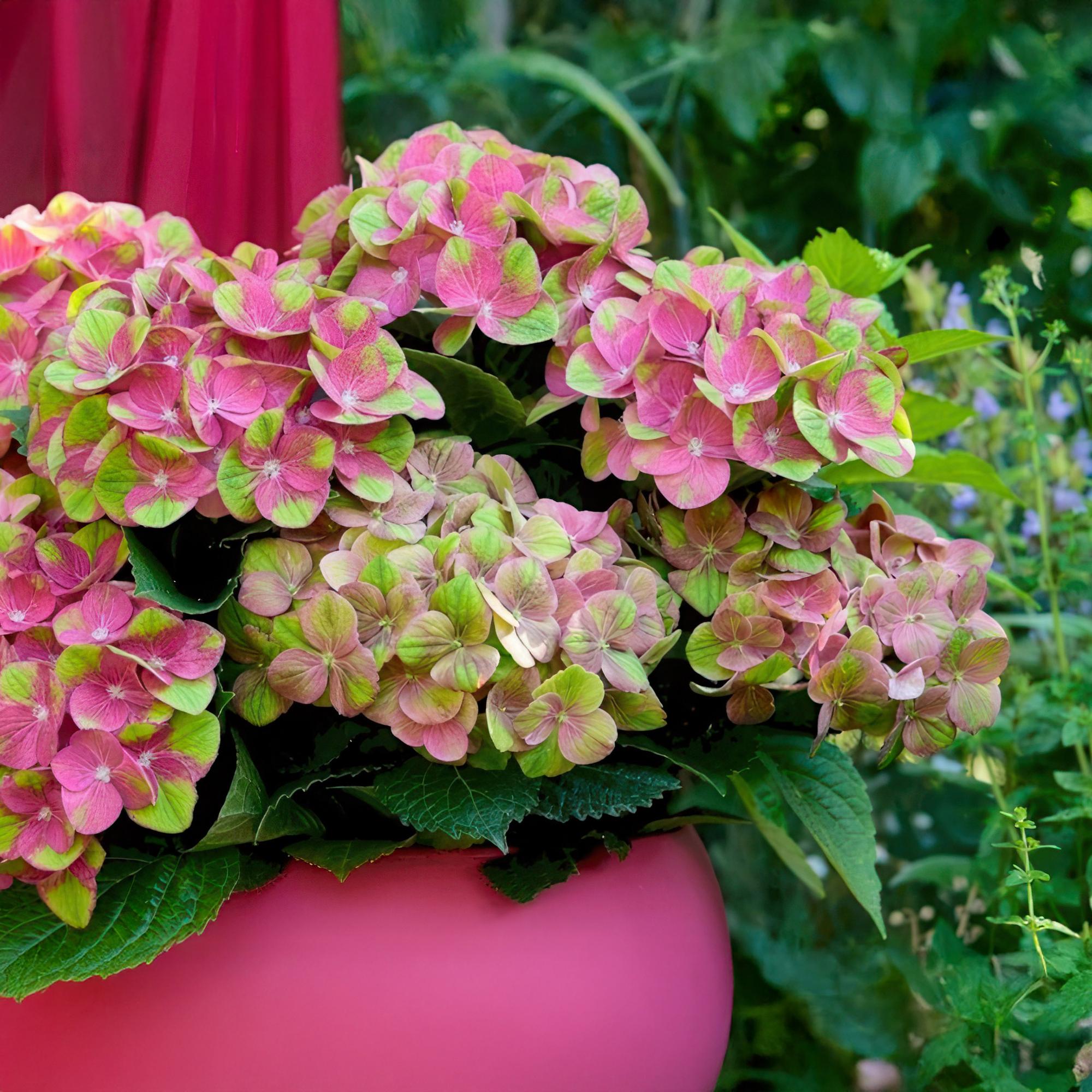 Hortensia - Hydrangea Magical Green Fire - Roze Groen - 6-10 Bloemen - Pot 23cm Hoogte 55cm