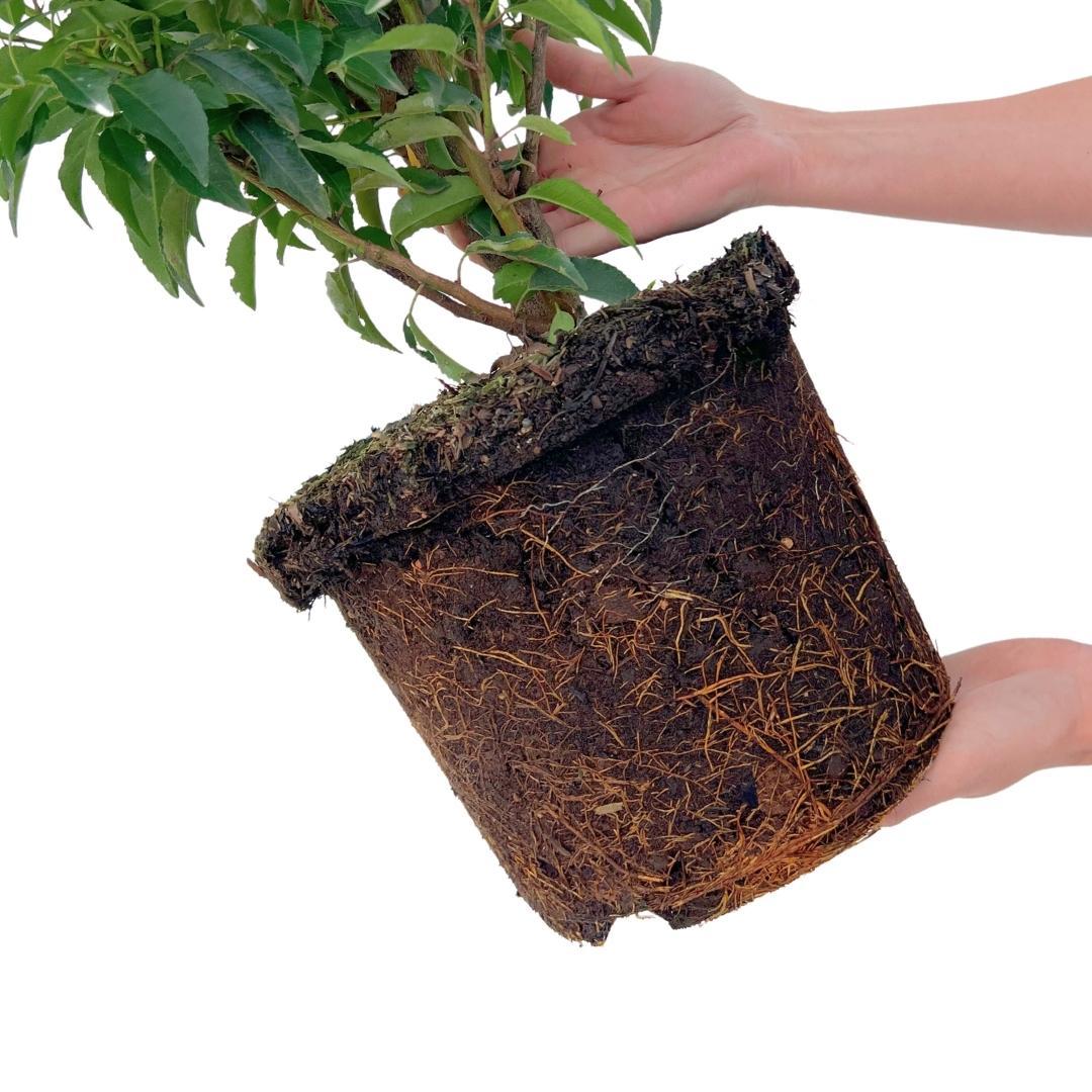 Grote Portugese Laurierkers planten voor 10 strekkende meter haag | 25x ↨ 80-100 cm in 12 liter pot