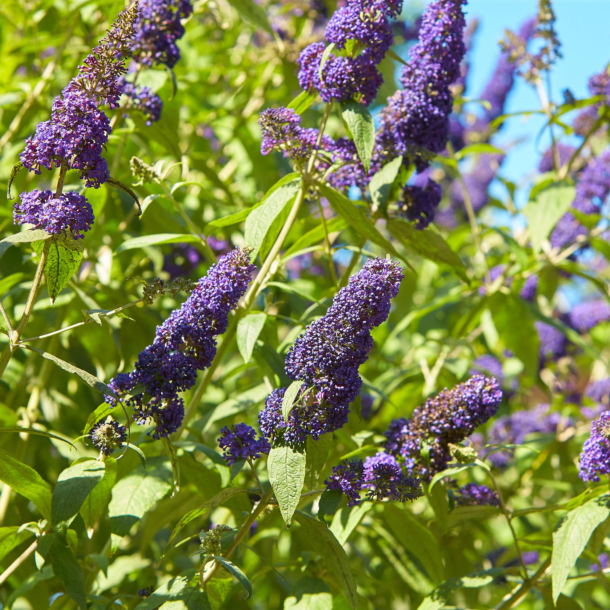 Green boutiQ - Buddleja davidii Empire Blue - Fiore Blu - 1 Pianta - Decidua - Attrattiva per Farfalle - Vaso 17 cm Altezza 25 cm