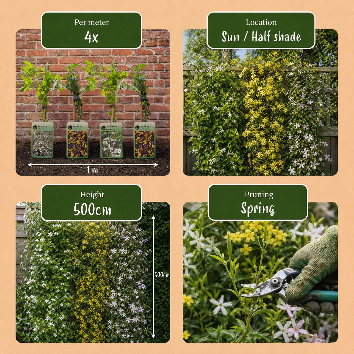 Jasminum Tricolour - Driekleurige jasmijn 9x - Geel - Wit - Roze - Klimplant - Ø9cm - ↕35cm