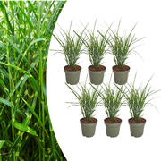 6x Miscanthus sinensis ‘Zebrinus’ – Opvallend zebragras met decoratief gestreept blad | Potmaat 12 cm