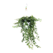 Hedera Wonder Verde - Ø24cm - ↕70cm - Ø24 - ↨70cm