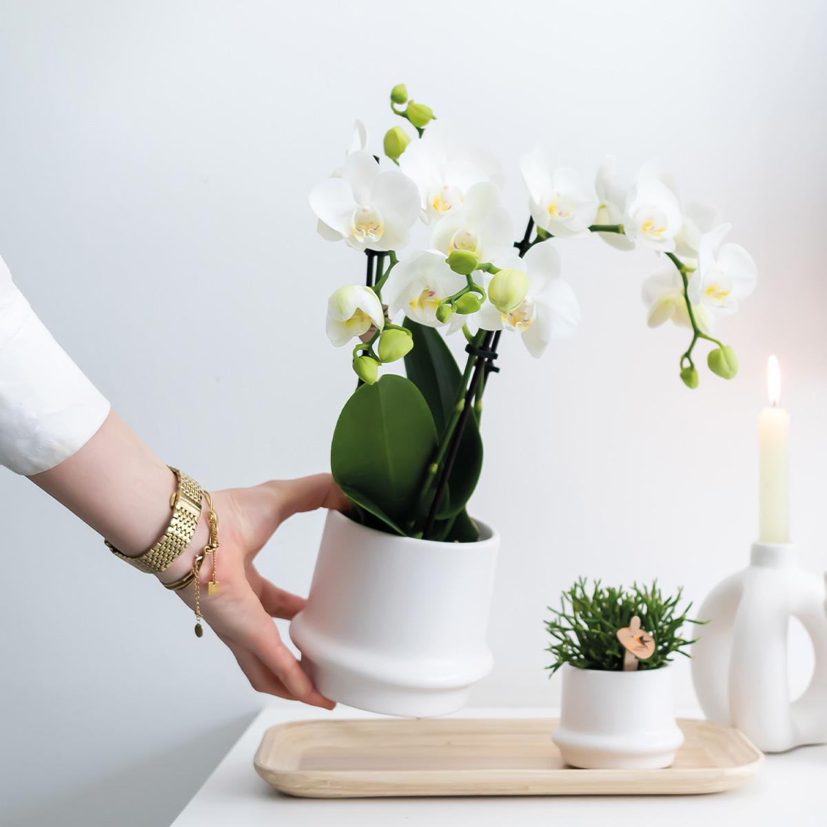 Kolibri Orchids | OFERTA COMBINADA de 2 orquídeas Phalaenopsis blancas - Amabilis - maceta de 9 cm de diámetro | planta de interior con flor - recién cultivada