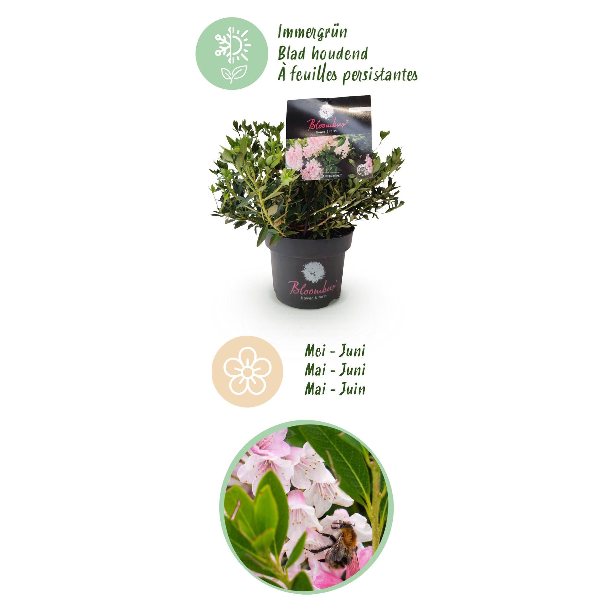 Dwerg Rhododendron - Rhododendron Bloombux Light Pink - Bloeiende Buxus - Weinig Onderhoud - Licht Roze Bloem - 4 Planten - Pot 17cm - Hoogte 30-40cm