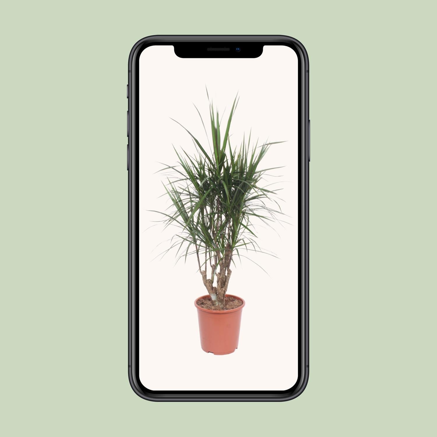 Dracaena Marginata - Ø27cm - ↕130cm