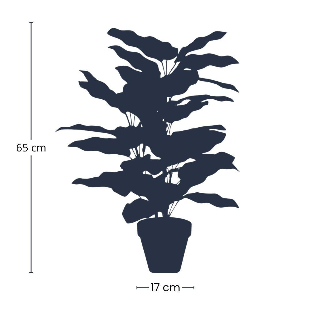 Calathea in vaso - altezza 65 cm - Pianta artificiale