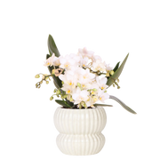 Kolibri Orchids | Witte Nazaré orchidee + Horizon sierpot wit – potmaat Ø9cm
