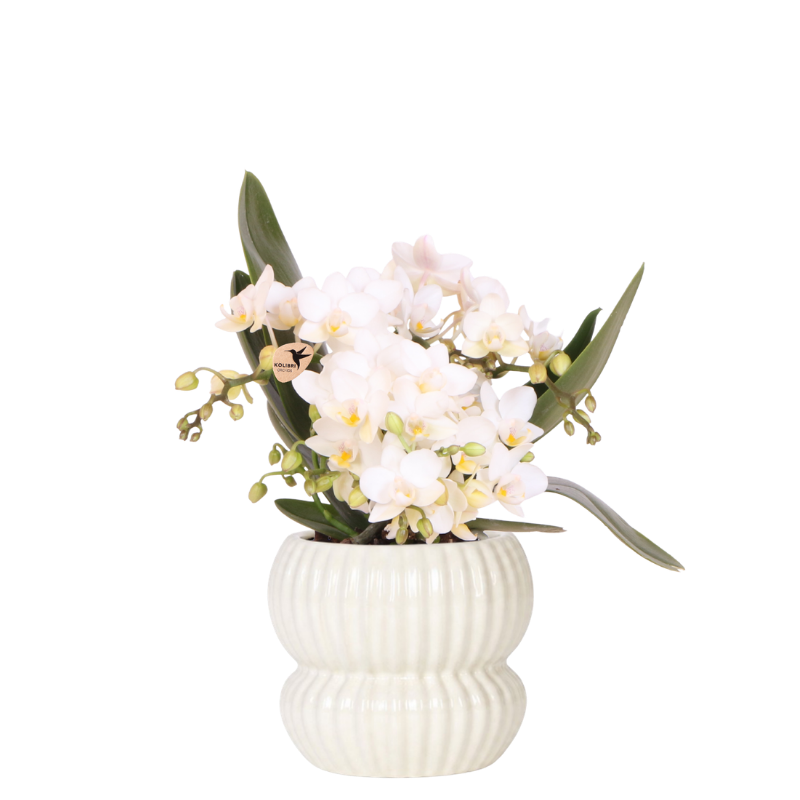 Kolibri Orchids | Witte Nazaré orchidee + Horizon sierpot wit – potmaat Ø9cm
