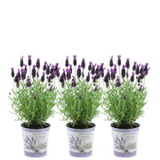 Lavandula stoechas Anouk®  in 'Lavendelprint' sierpot - 13 cm pot - set van 3 Franse Lavendels in Sierpot