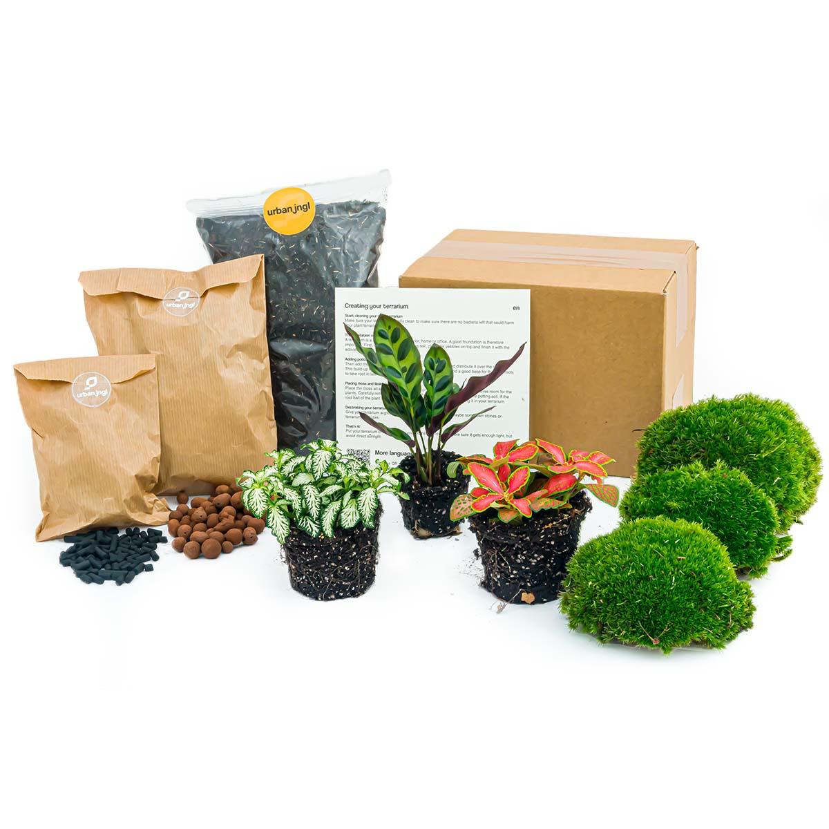 Plant terrarium kit - Calathea Lancifolia - Refill & Starter Kit - DIY