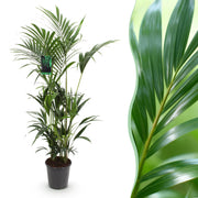 Howea Forsteriana - Kentia Palm - Weinig Onderhoud - Groen - 1 plant - Pot 27cm - Hoogte 160-170cm