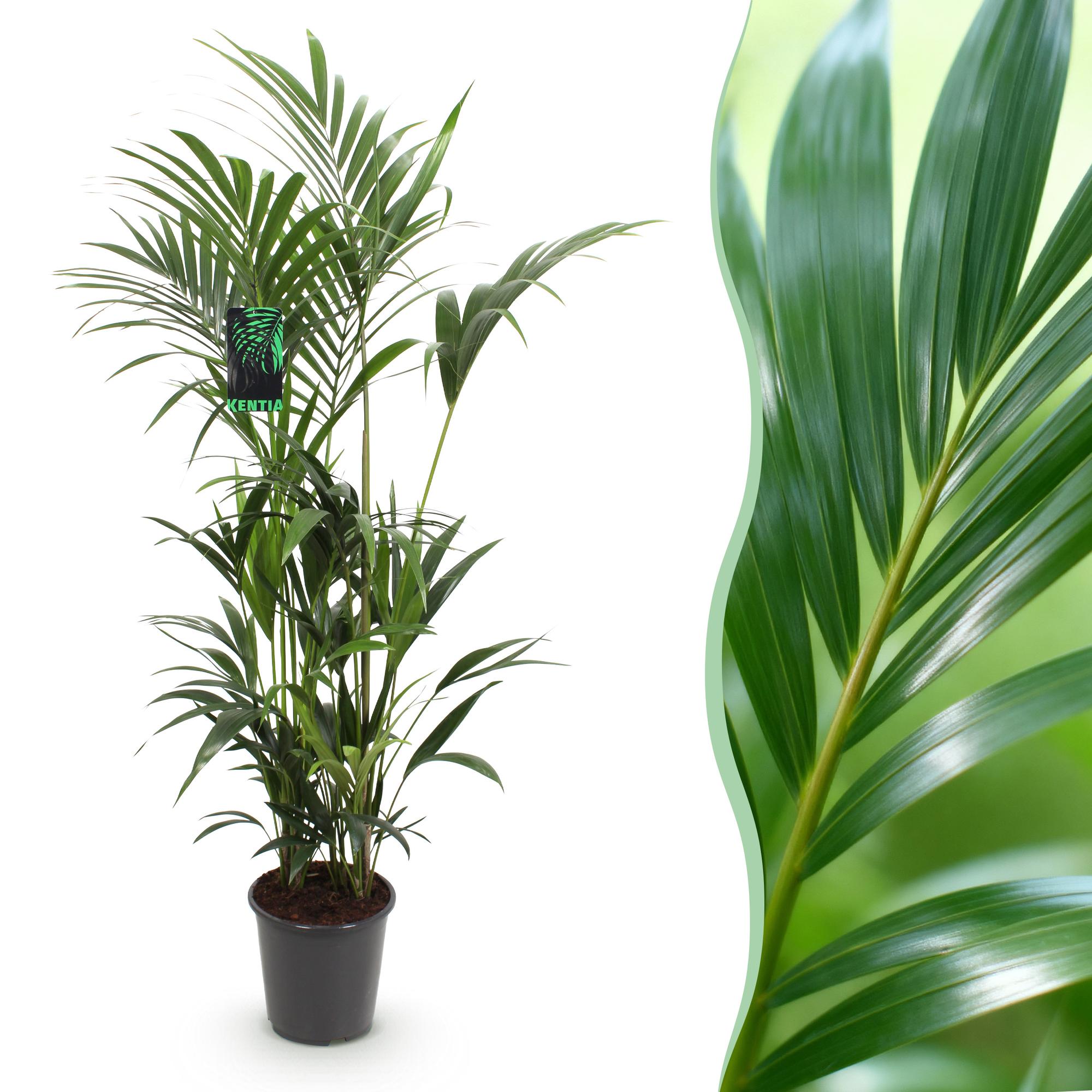 Howea Forsteriana - Kentia Palm - Weinig Onderhoud - Groen - 1 plant - Pot 27cm - Hoogte 160-170cm