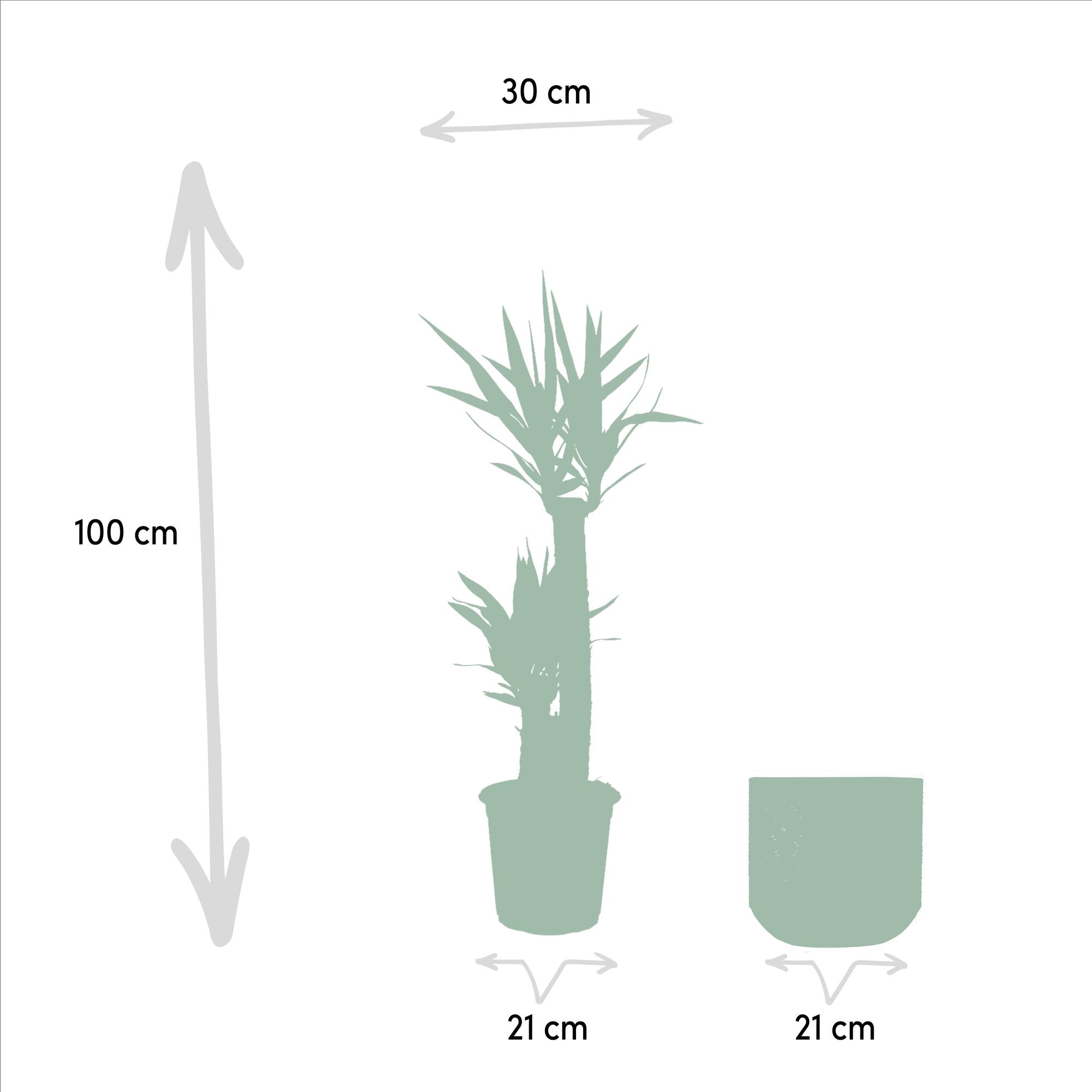 Yucca con vaso - ↨100cm - Ø21cm