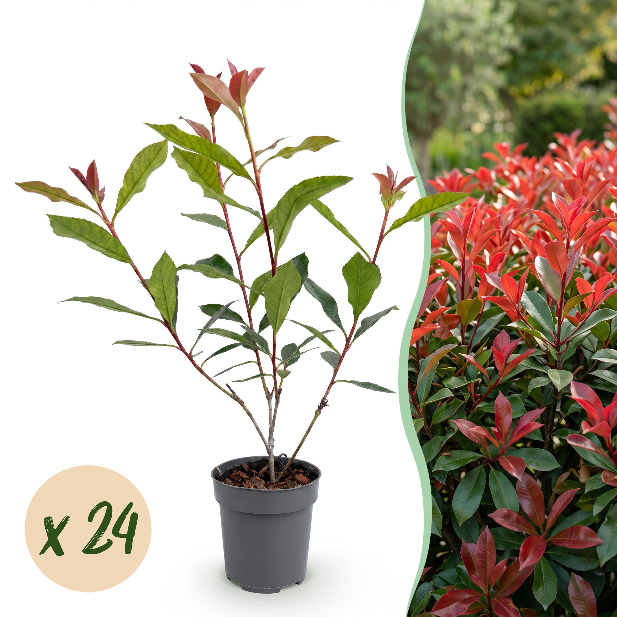 Photinia fraseri Carre Rouge - 24x Glansmispel - Haagplanten - Groenblijvend - Rood - Pot 9cm - Hoogte 25-35cm