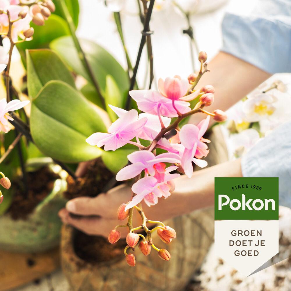 Pokon Powerspray orquídea 300 ml