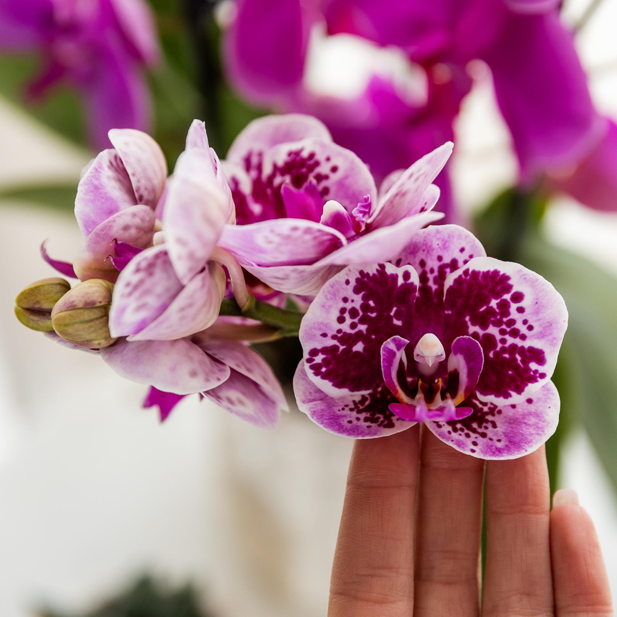 Kolibri Orchids | Roze paarse phalaenopsis orchidee potmaat Ø9cm | El Salvador | bloeiende kamerplant - vers van de kweker