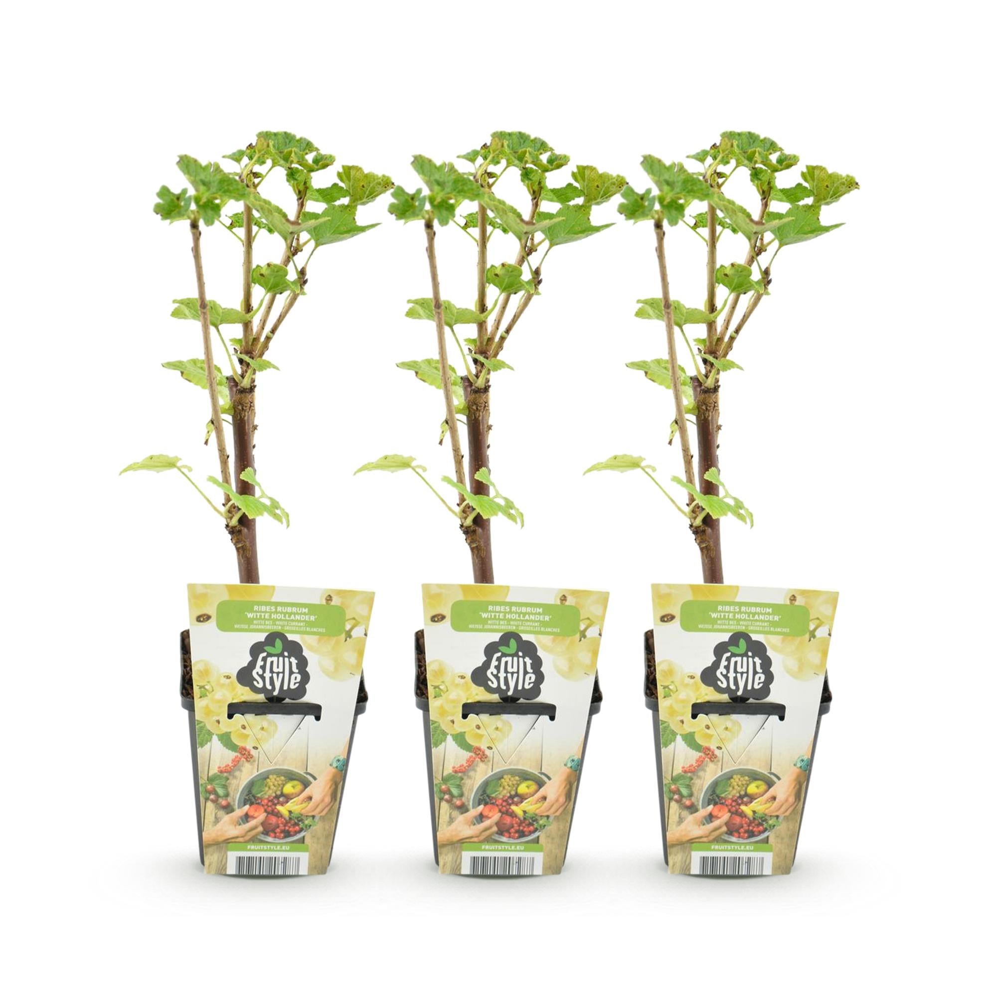Witte Bes - Ribes rubrum Witte Hollander - Winterhard - 3 Planten - Pot 9 cm - Witte Bes