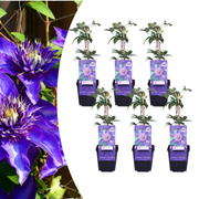 Klematis ‘Multi Blue’ – P9 kruka – speciell blåblommande klätterväxt 6x