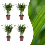 Areca Lutescens - Goudpalm - 4x - Pot 12cm - Hoogte - 45cm