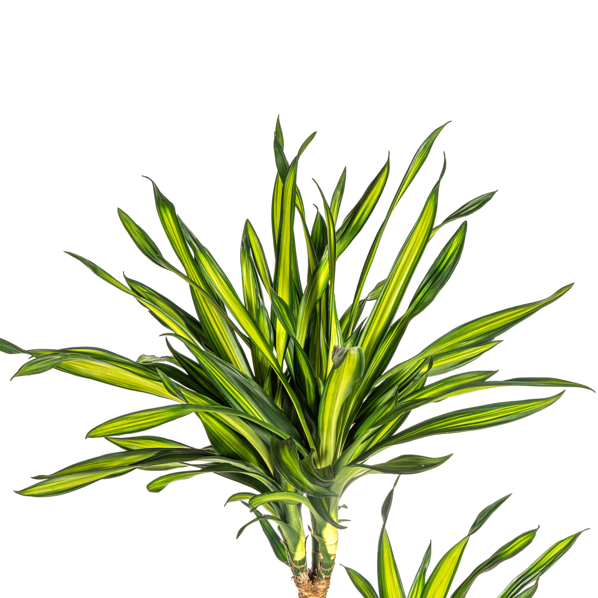 Dracaena Deremensis Rikki met mand Ø24cm - ↕130 - 150cm