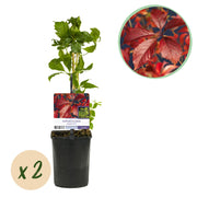 Green boutiQ – Wilde Weinrebe – Parthenocissus engelmannii – Blattgrün, später rot – Pflegeleicht – 2 Pflanzen – Topf: 11 cm, Höhe: 40 cm