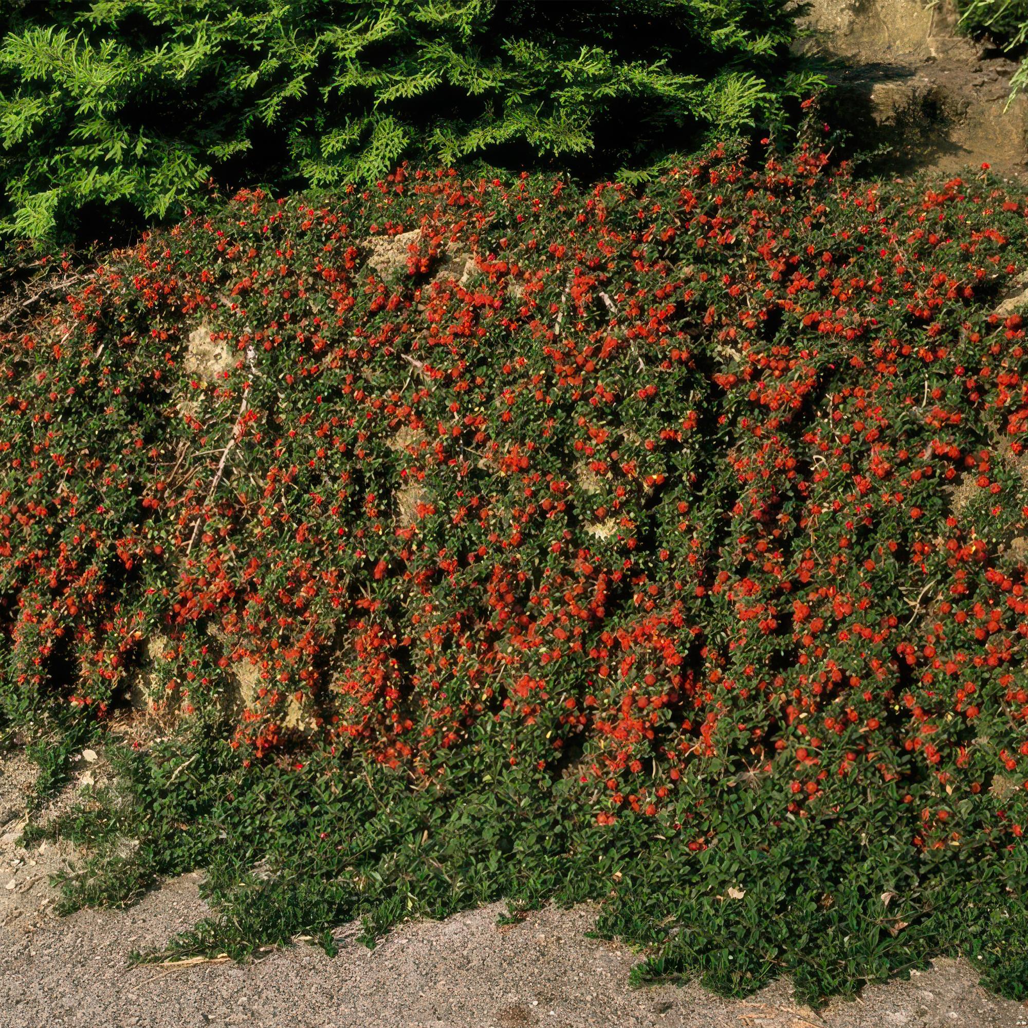 24x Cotoneaster pr. 'Queen of Carpets' - ↕10-25cm - Ø9cm