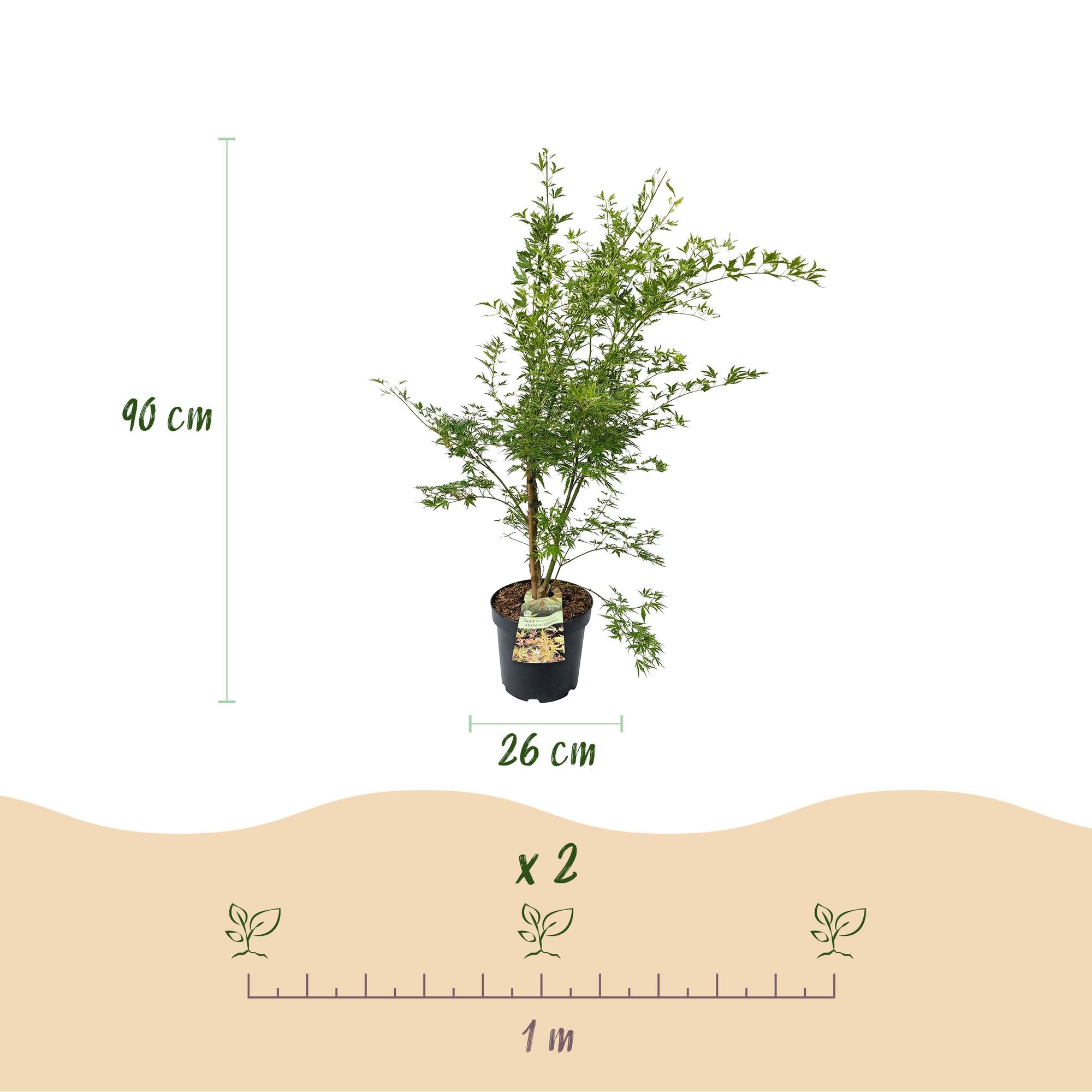 Acer palmatum Methamorphosa - Japanse Esdoorn - Bladverliezend - Groen - Oranje - 1 - Pot 26cm - Hoogte 90cm