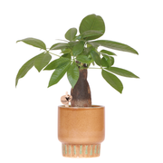Kolibri Greens | Pachira + Bold pot 9 cm – groene kamerplant incl sierpot – vers van de kweker