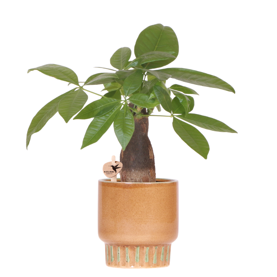 Kolibri Greens | Pachira + Bold pot 9 cm – groene kamerplant incl sierpot – vers van de kweker
