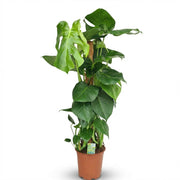 Gatenplant - Monstera Deliciosa mosstok - Groen - Weinig onderhoud - 1 Plant - Pot 19cm - Hoogte 90cm