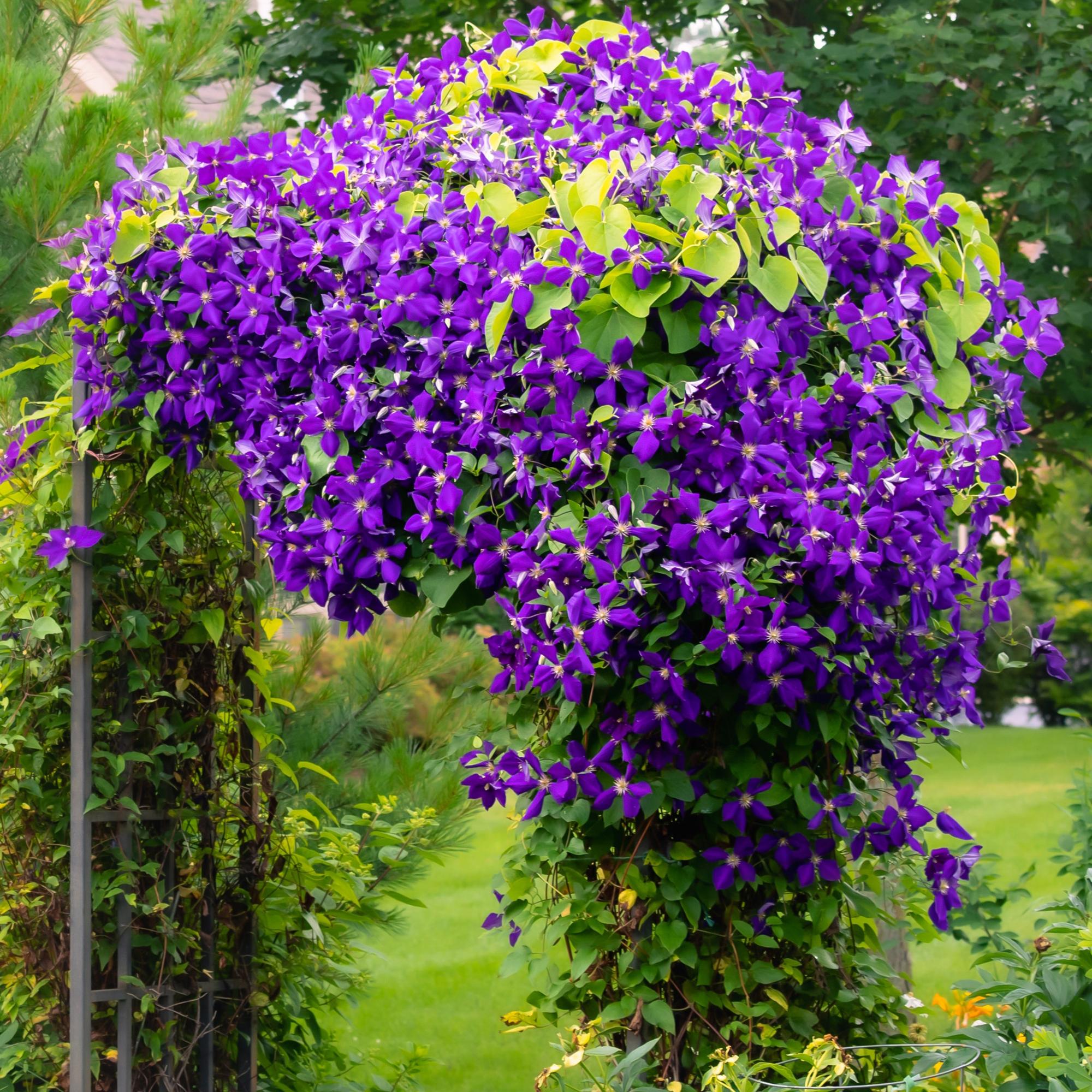 Clematis Jackmanii - Bloem Blauw - Weinig onderhoud -2 planten -  Pot 11cm Hoogte 40cm
