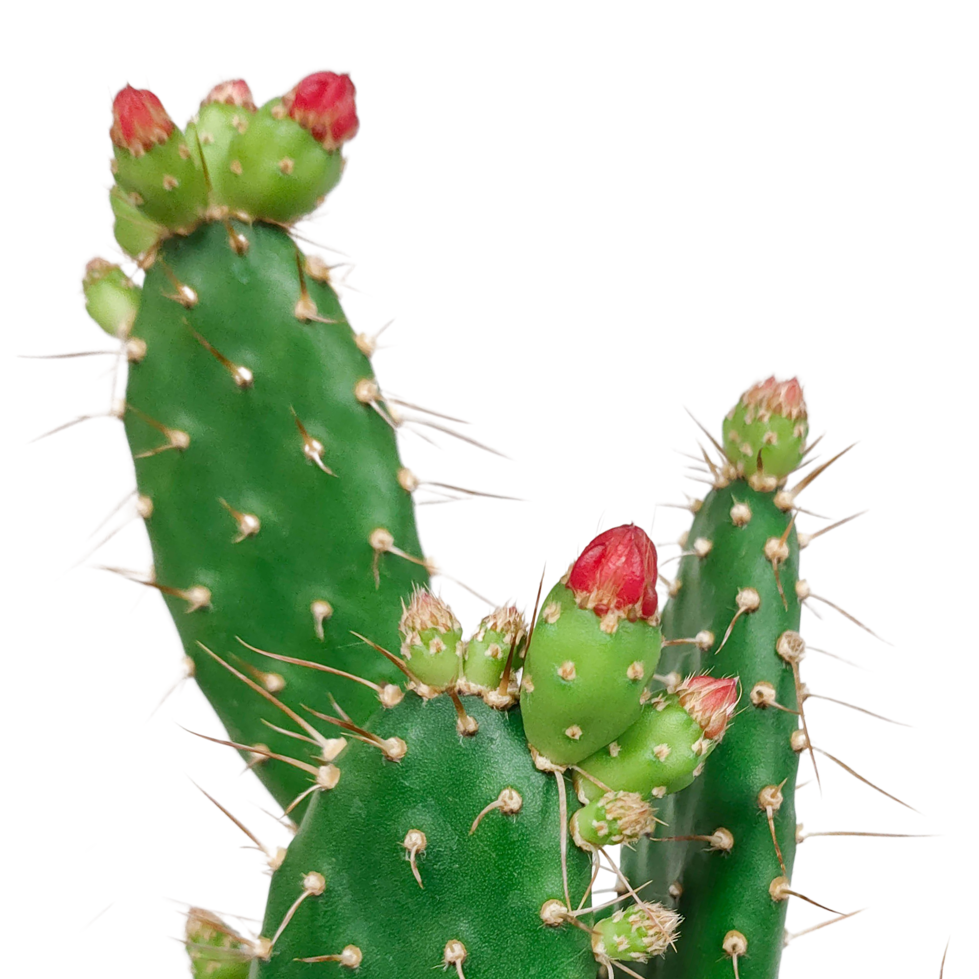 Opuntia quitensis 12 cm