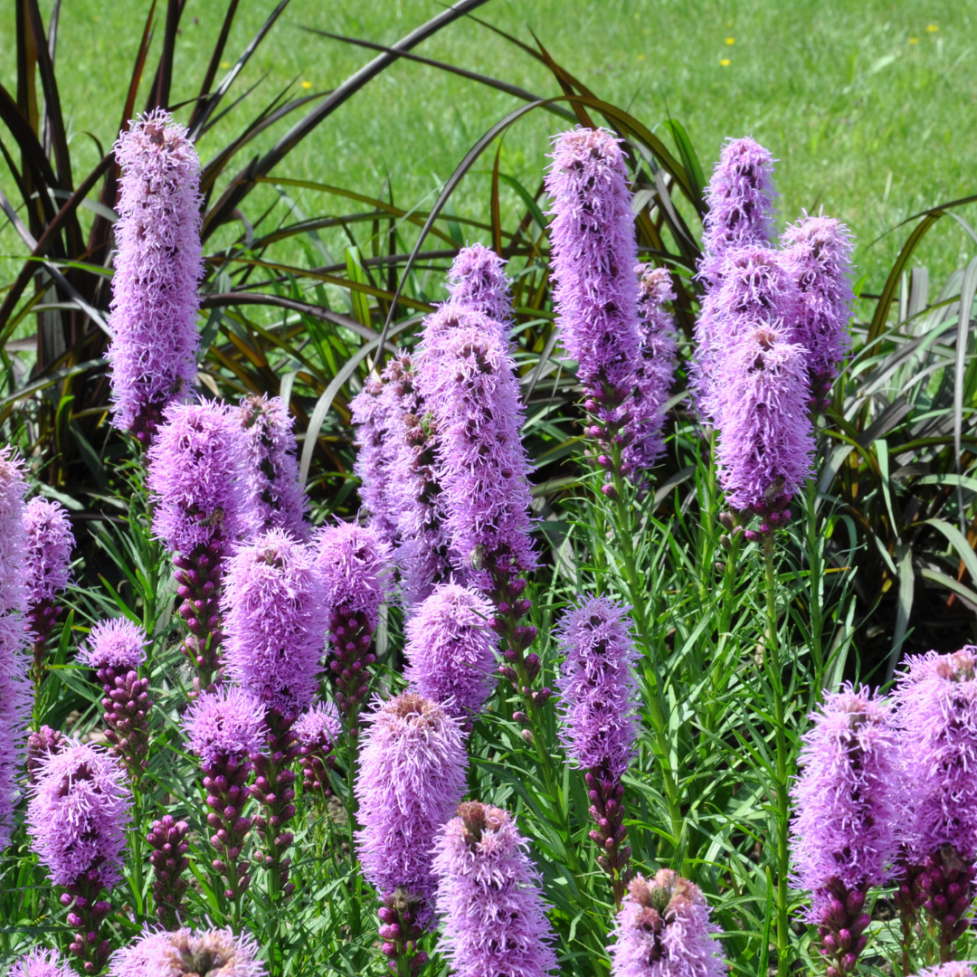 24x Liatris spicata - ↕10-25cm - Ø9cm