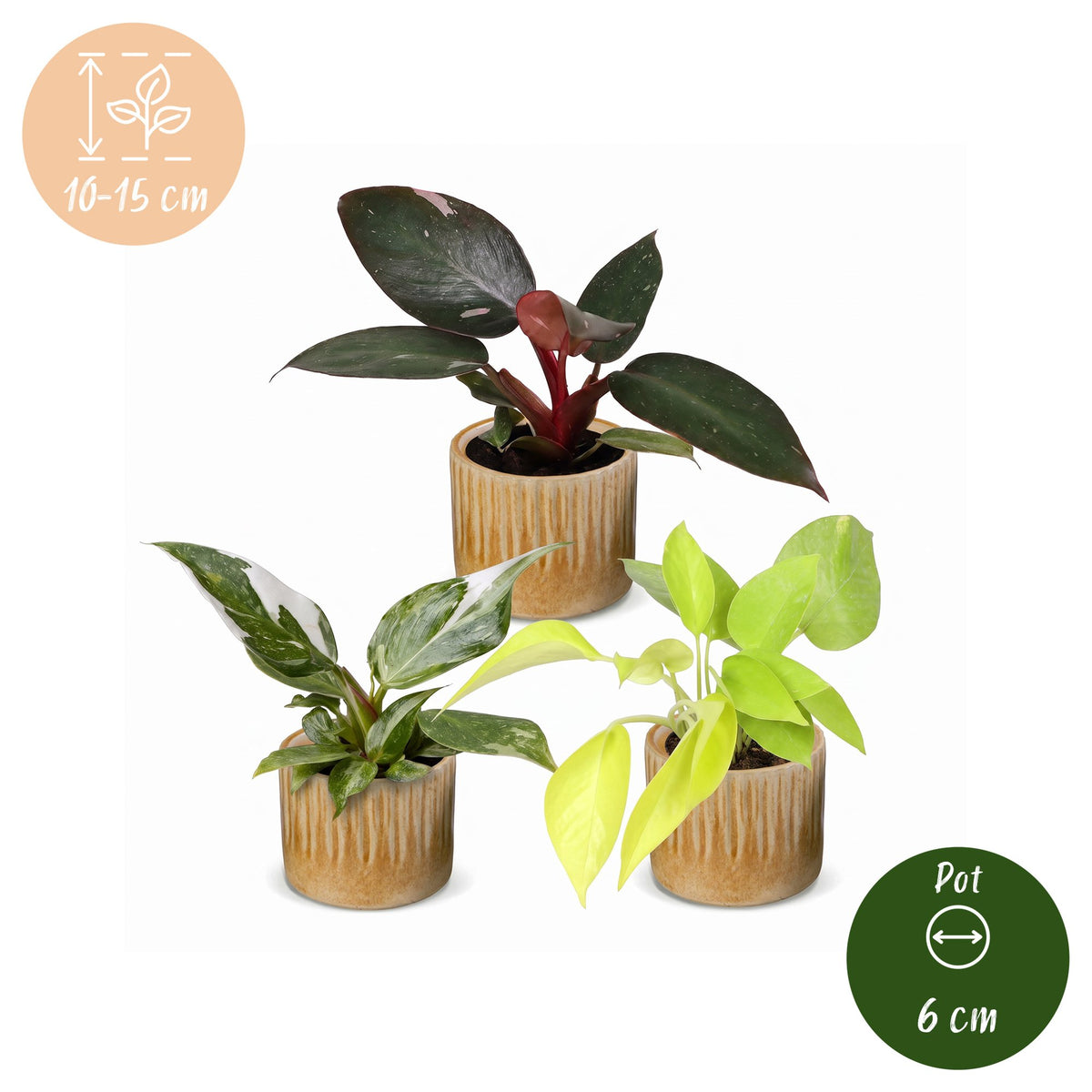 Baby Philodendron Tricolour 3x - Wit - Roze - Geel - Groen - Tropisch - incl. Linnea Honey - Ø6cm - ↕10-15cm