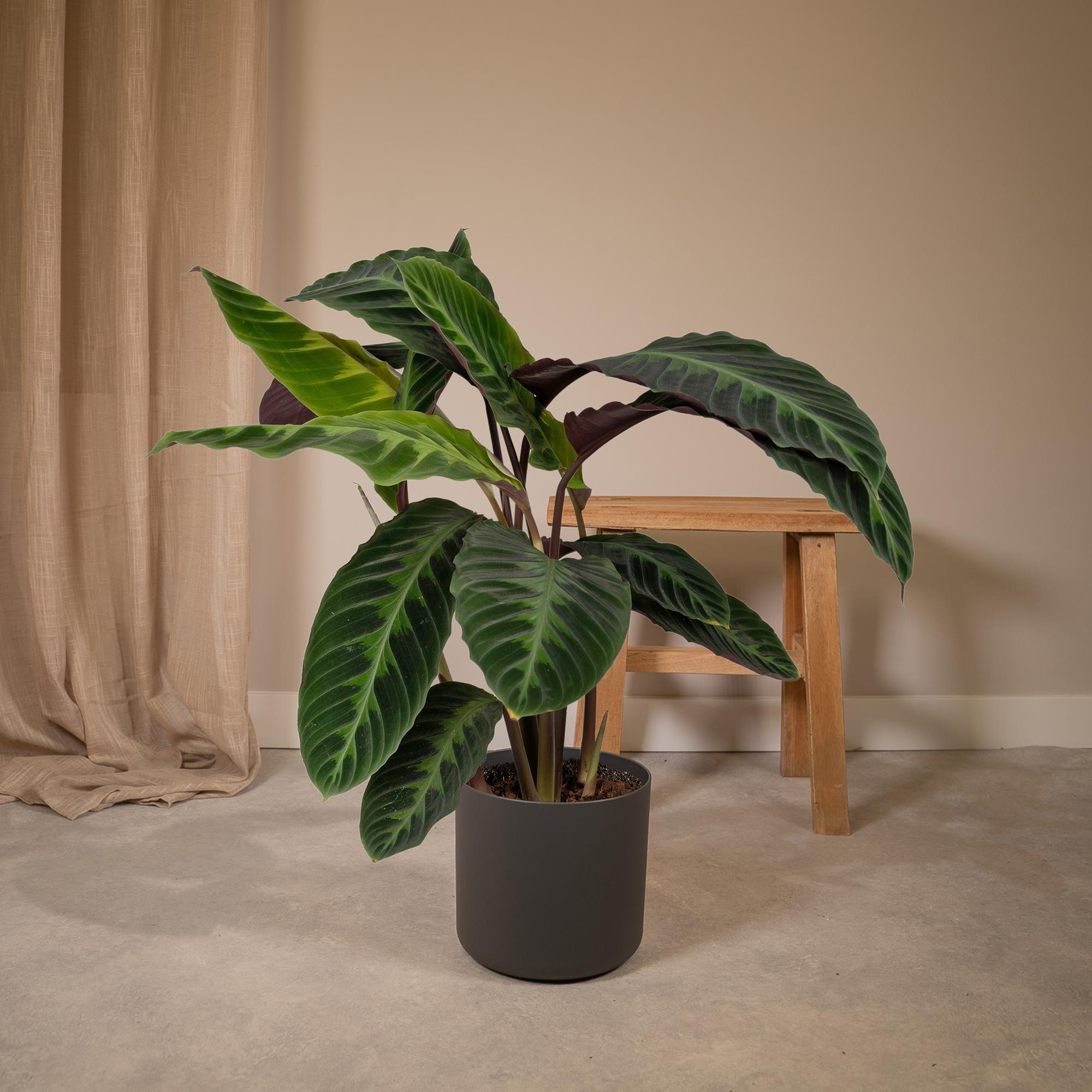 Calathea Warscewiczii - Planta pavo real - Ø19cm - ↕70cm